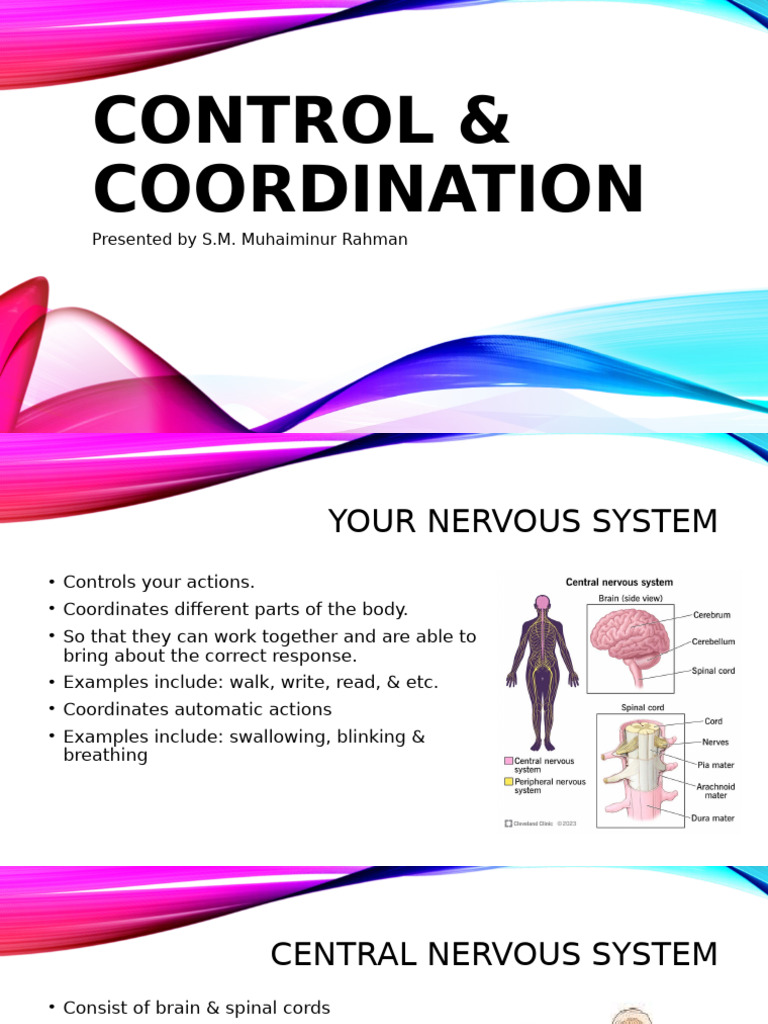 Control and Coordination | PDF | Neuron | Nerve