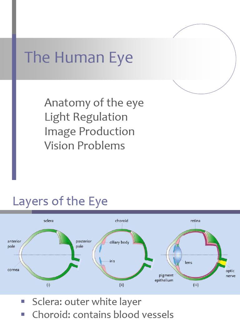 Anatomy and Function of the Human Eye | PDF | Eye | Retina