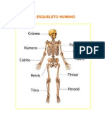 El Esqueleto Humano