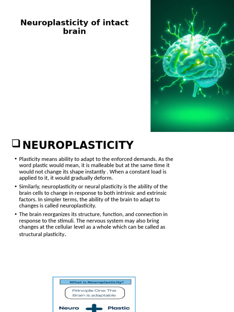 Understanding Neuroplasticity in the Brain | PDF | Neuroplasticity ...