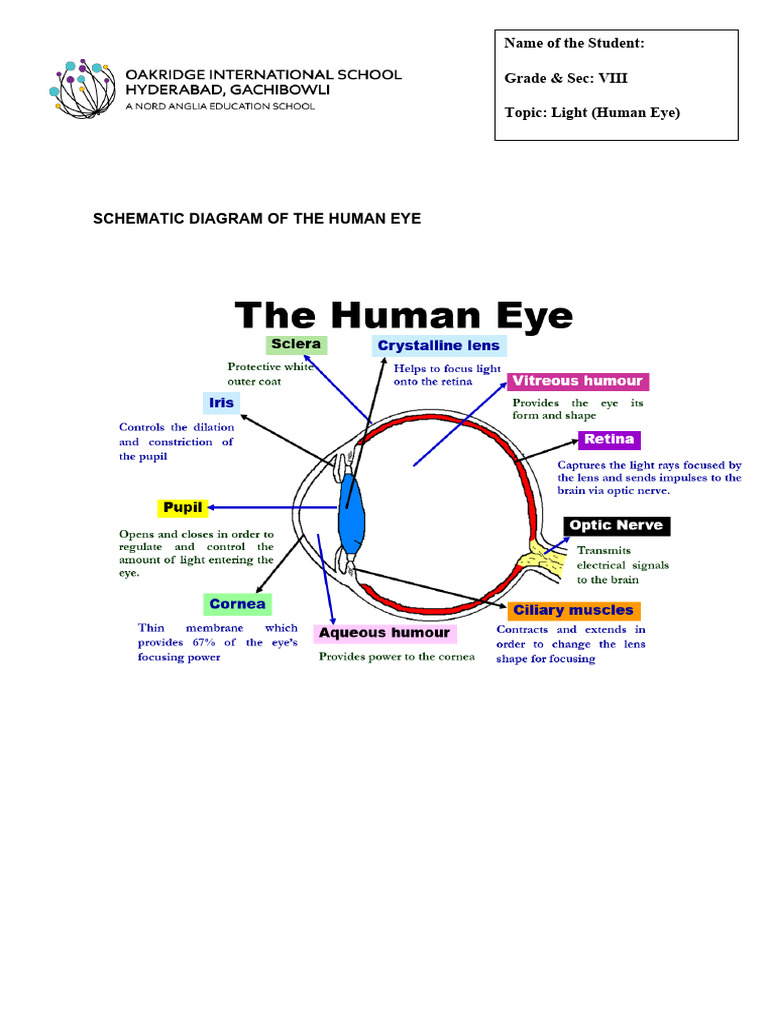 Gr-8 Light (Human Eye) Notes | PDF