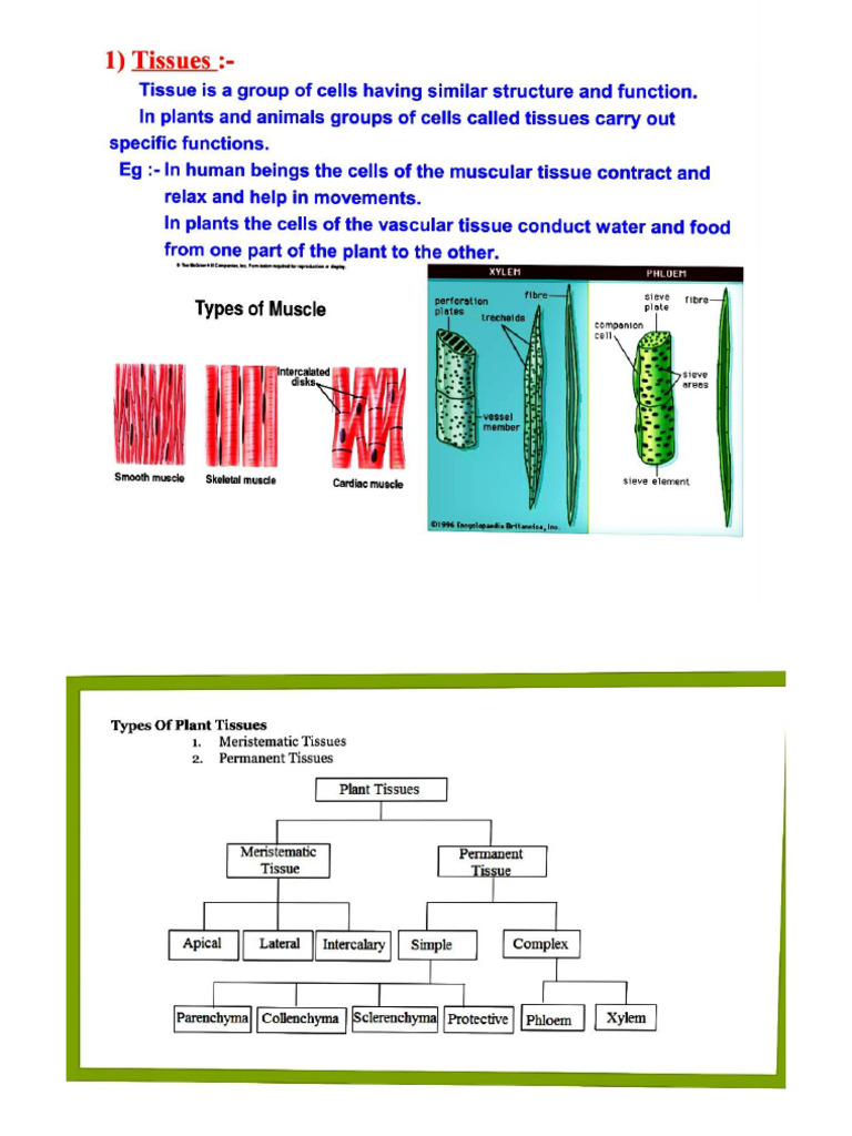 Tissues Biology Class 9 | PDF