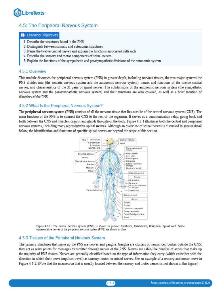 Overview of the Peripheral Nervous System | PDF | Motor Neuron ...