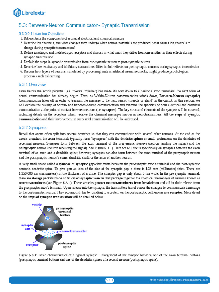 5.03 Between-Neuron Communicaton - Synaptic Transmission | PDF ...