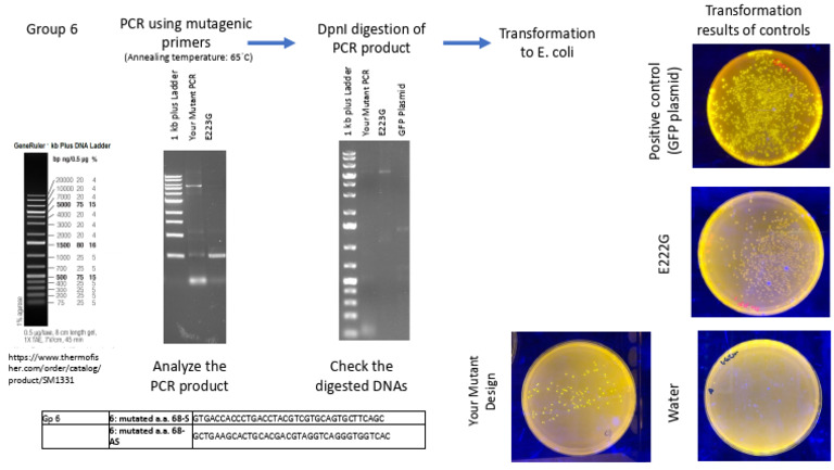 PCR Analysis and Transformation Guide | PDF | Polymerase Chain Reaction ...
