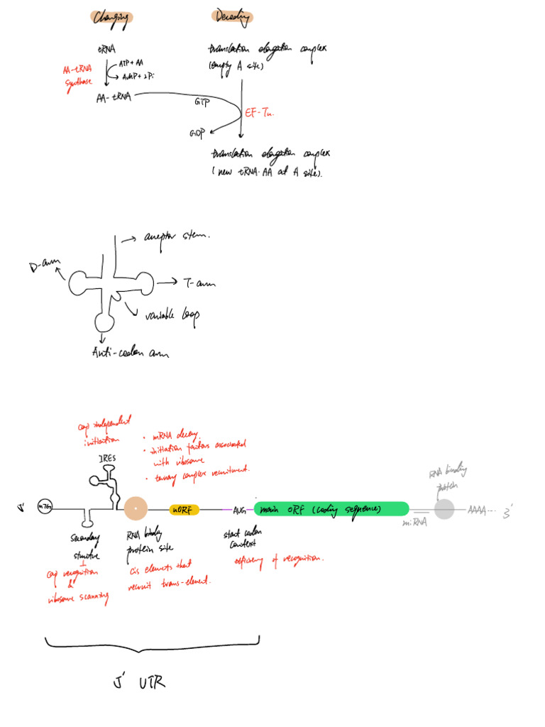 Figure of Translation in mRNA Decoding | PDF | Translation (Biology ...