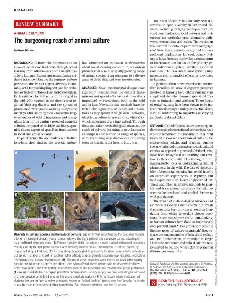 Exploring Animal Culture and Behavior | PDF | Learning | Foraging