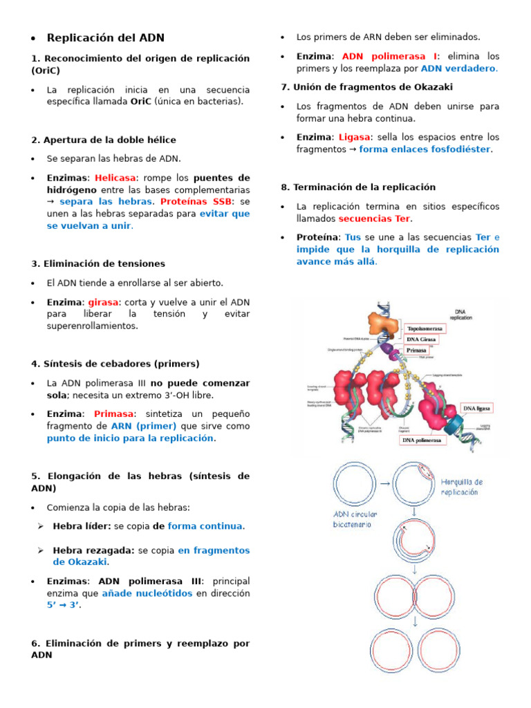 Proceso de Replicación y Transcripción del ADN | PDF | Replicación De ...