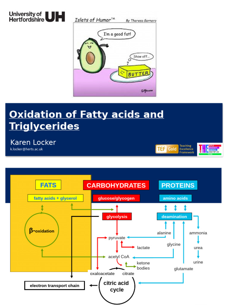 Oxidation of Fatty Acids and Trigs | PDF | Triglyceride | Adenosine ...