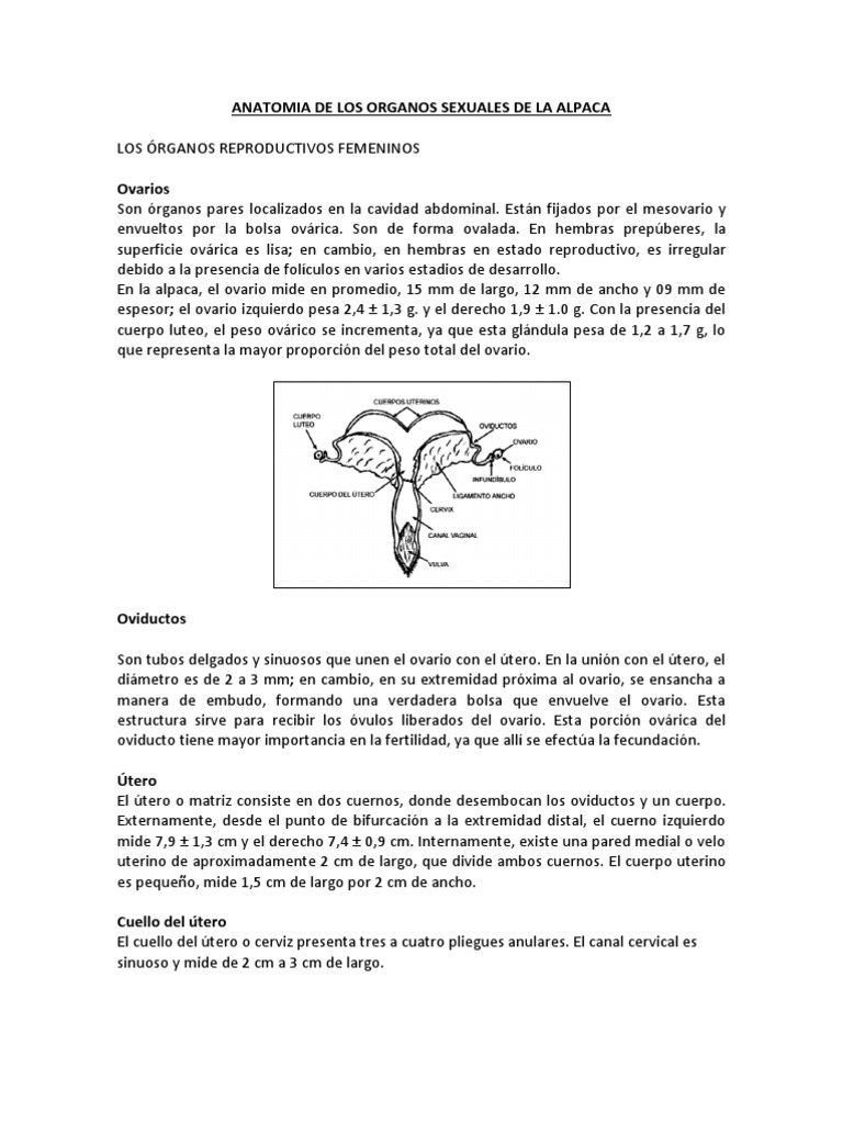 Anatomia de Los Organos Sexuales de La Alpaca | Hormona luteinizante ...