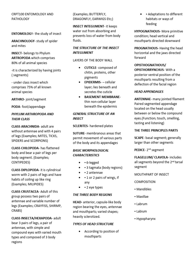 Insect Anatomy and Classification Guide | PDF | Insects | Arthropods