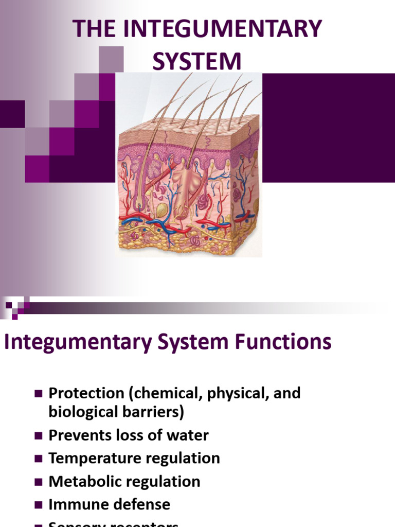 Overview of the Integumentary System | PDF | Integumentary System ...