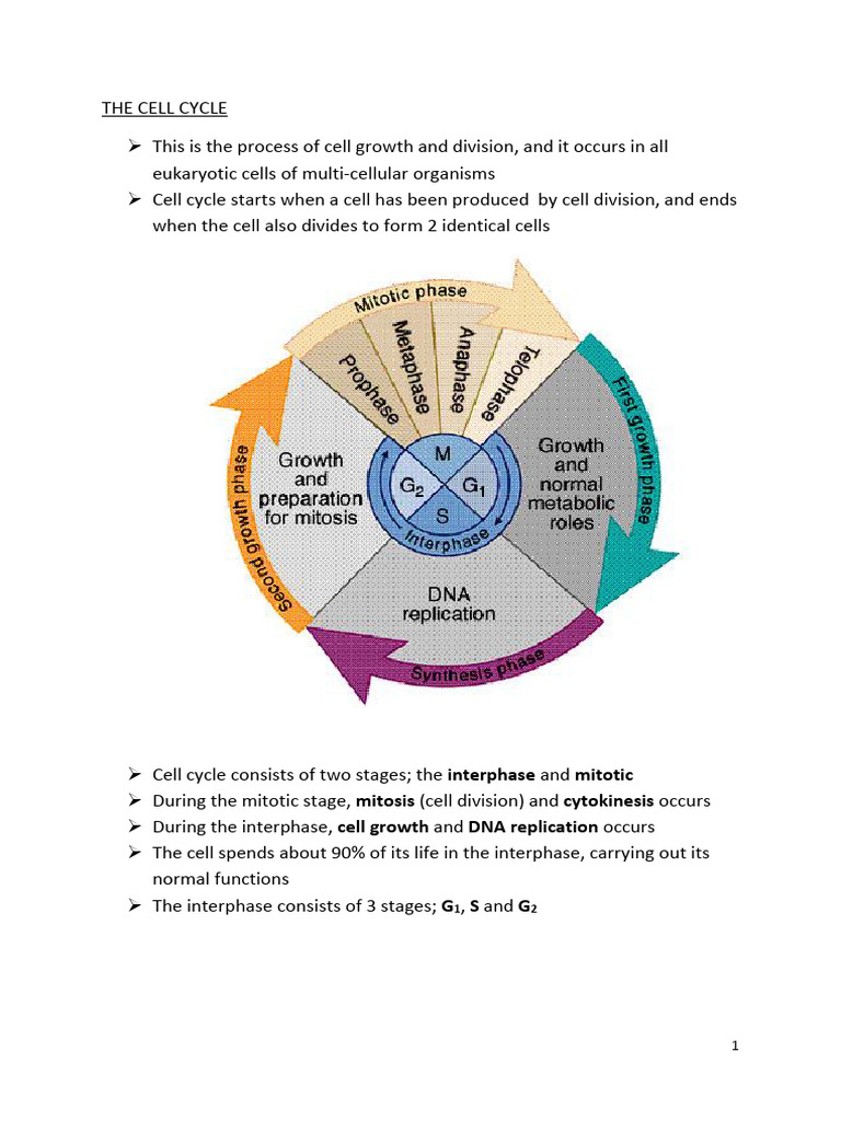 Nuclear Division in the Cell Cycle | PDF | Mitosis | Meiosis