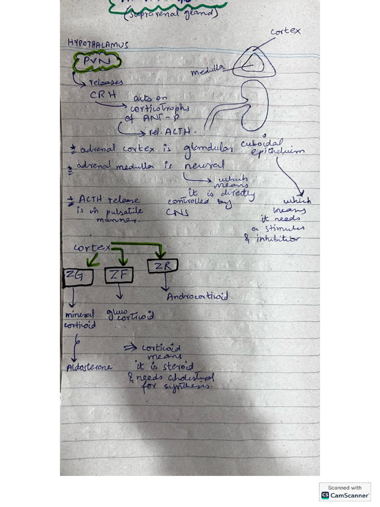 Adrenal Gland Notes | PDF