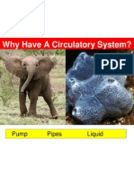 Why Have A Circulatory System?: Pump Pipes Liquid