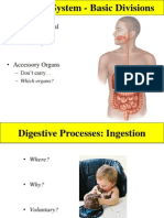 Digestive System - Basic Divisions: - Alimentary Canal