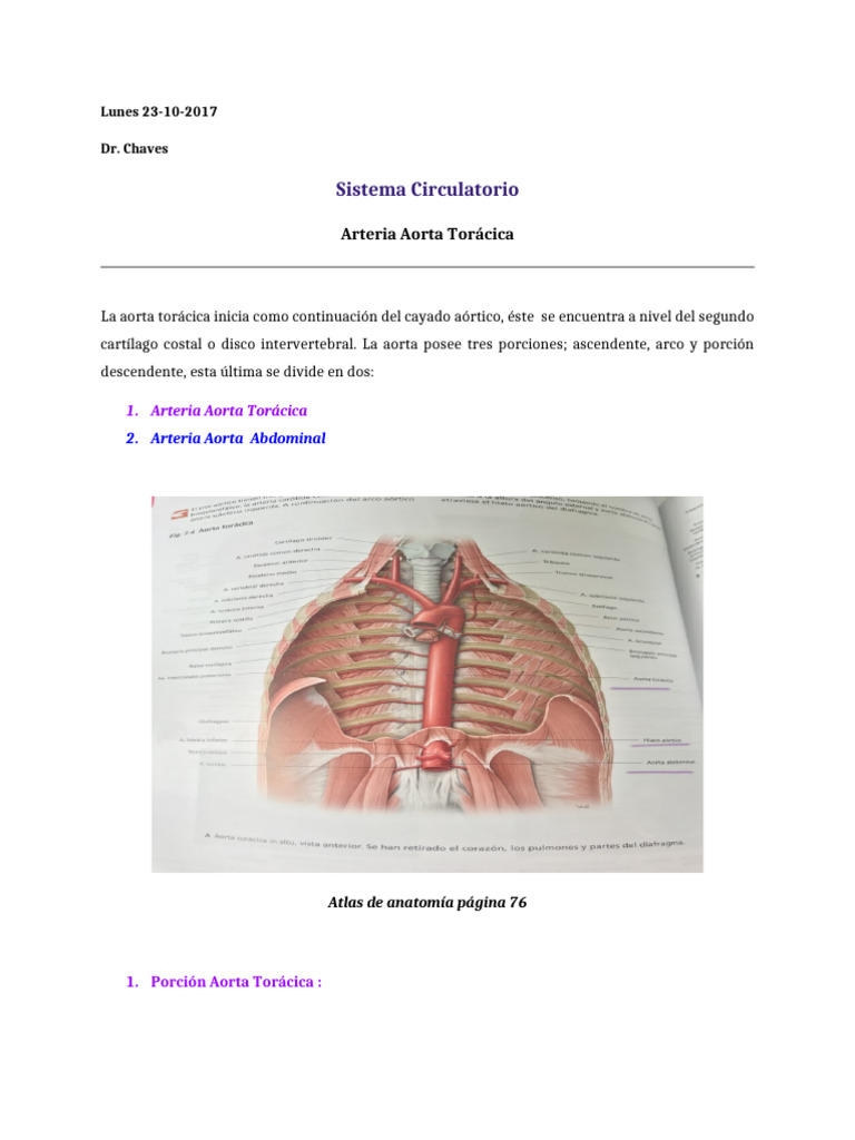 Anatomía de la Aorta Torácica y Abdominal | PDF | Aorta | Abdomen