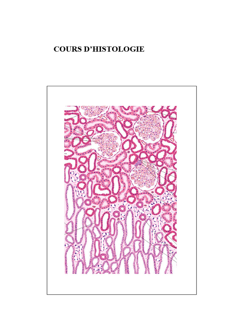 Histologie de l'appareil urinaire | PDF | Rein | Anatomie animale