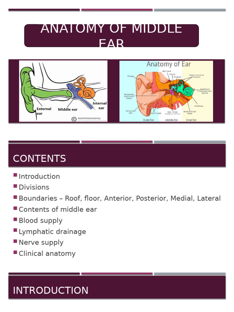 Middle Ear Anatomy and Function Guide | PDF | Ear | Primate Anatomy