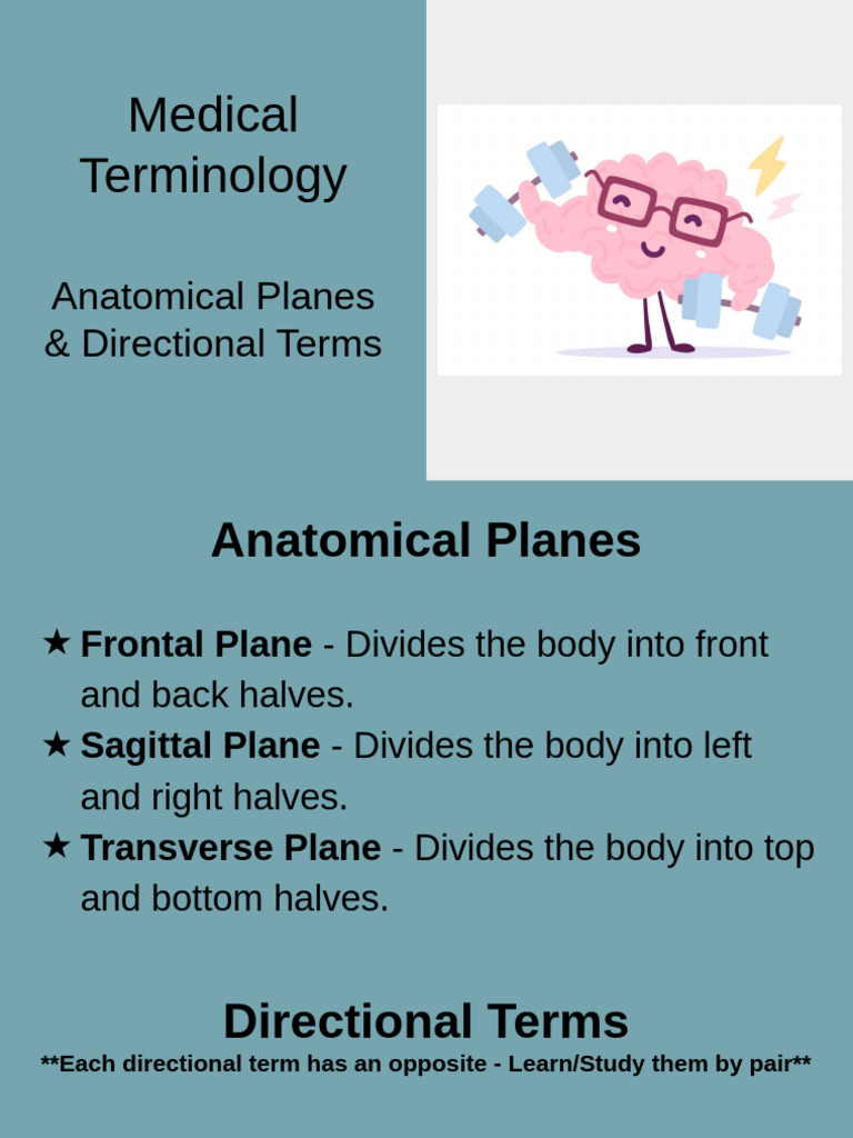 Medical Terminology (Terms & Definitions) | PDF | Anatomical Terms Of ...