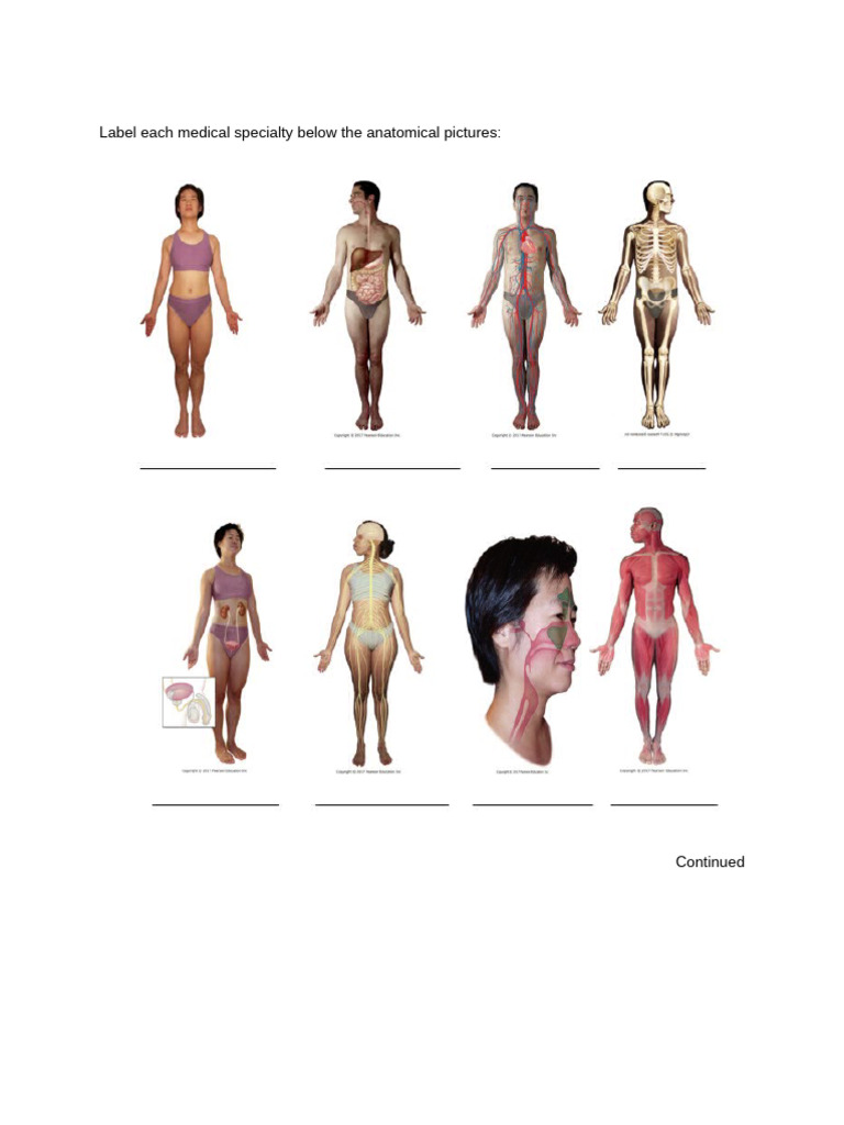 Medical Specialty Anatomy Labeling | PDF