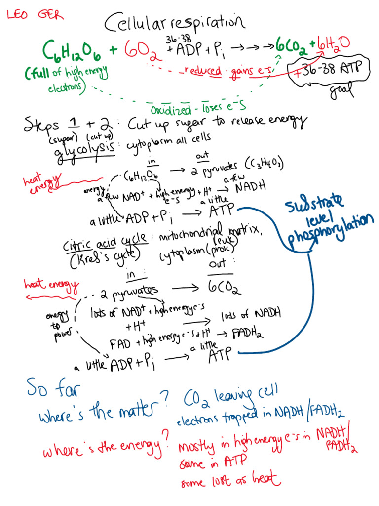 Respiration Notes | PDF