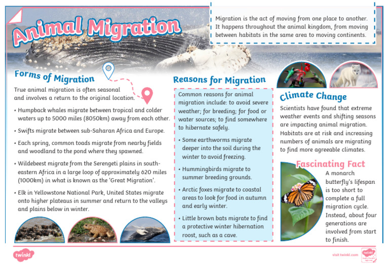 Understanding Animal Migration Patterns | PDF | Earth Sciences | Zoology
