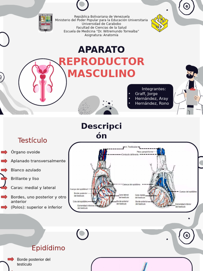 Estructura del Aparato Reproductor Masculino | PDF | Testículo | Músculo