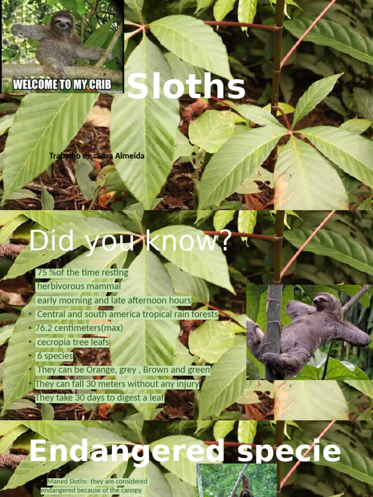 Endangered Sloths: Facts and Conservation | PDF