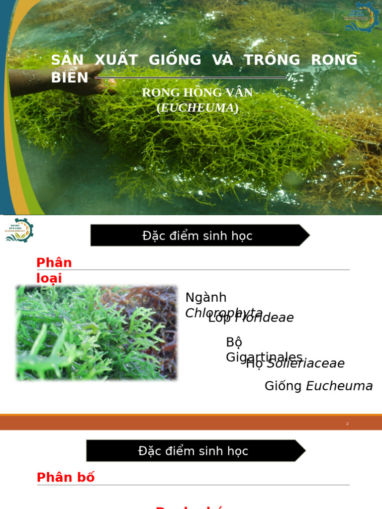 Rong H NG Vân | PDF