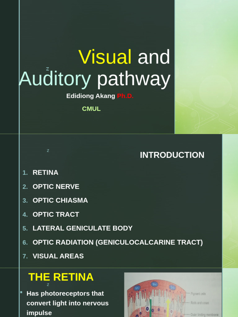 Visual and Auditory Pathway | PDF | Visual System | Retina