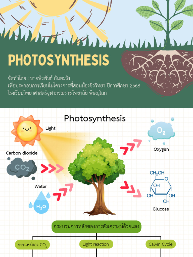 Photosynthesis | PDF