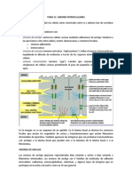 Tema11: Uniones Intercelulares