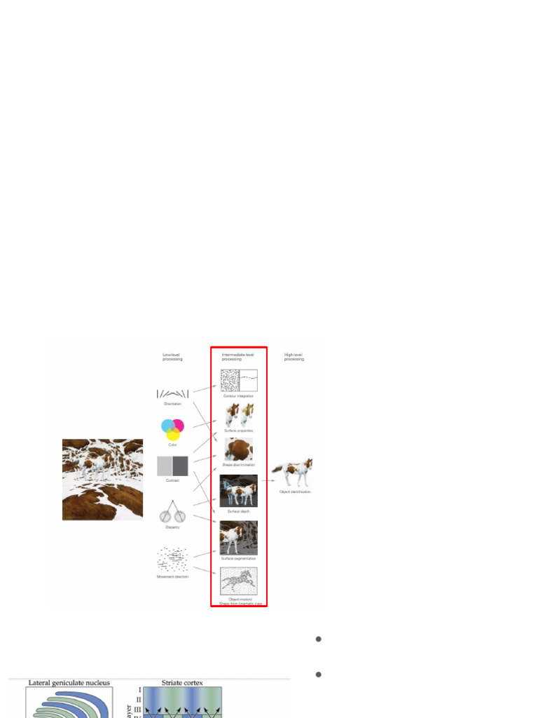Visual Cortex Processing Explained | PDF | Visual Cortex | Visual System