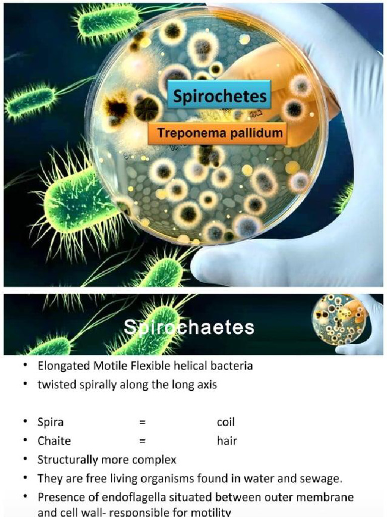 Spirochetes | PDF