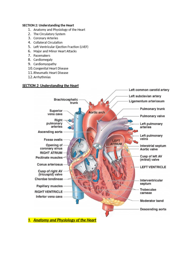 Heart Anatomy and Conditions Explained | PDF | Heart | Myocardial ...