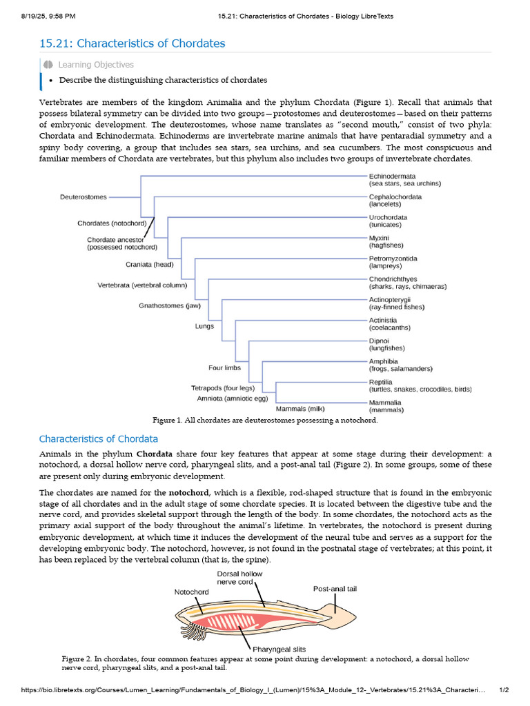 4 DEFINING CHARACTERISTICS OF CHORDATES visual data 5