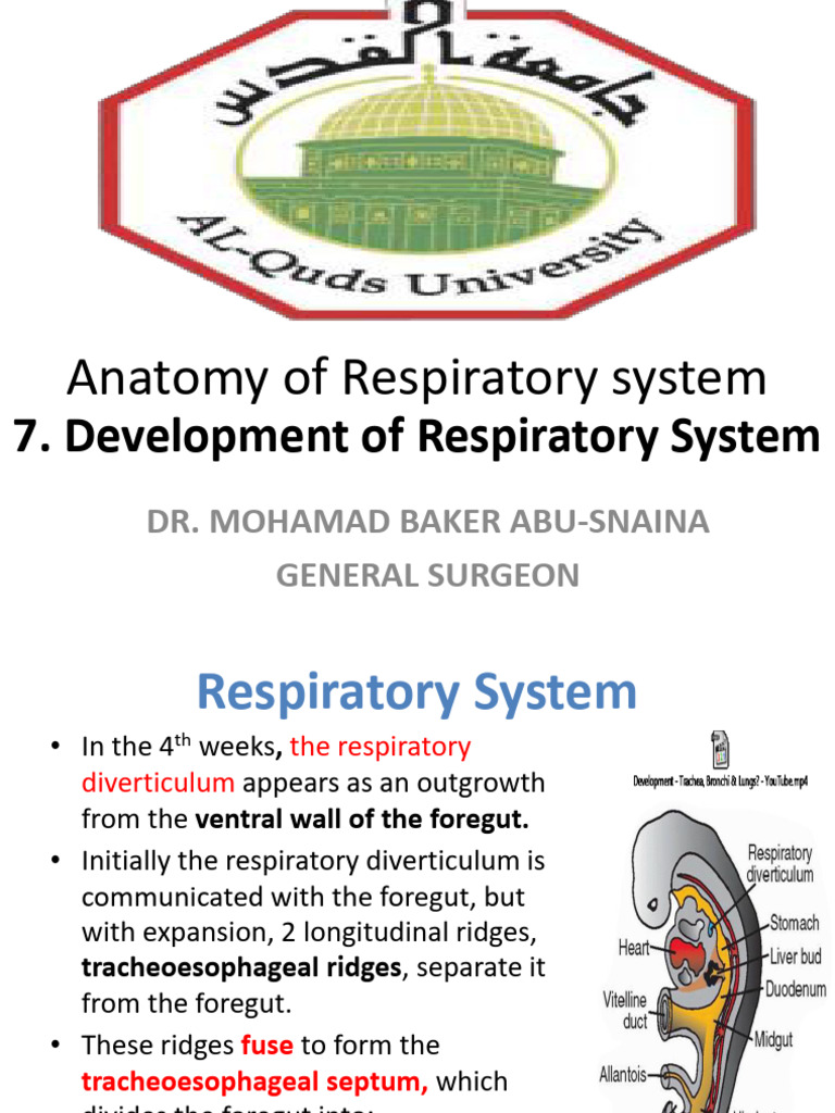 Development of the Respiratory System | PDF | Larynx | Lung