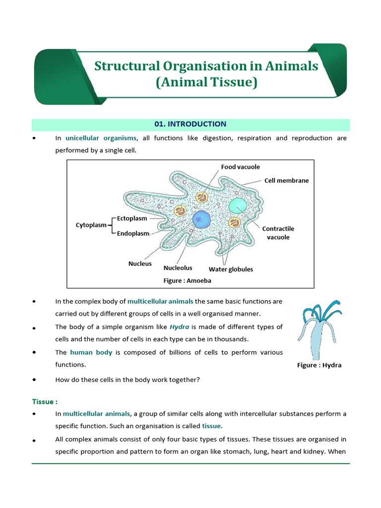 Animal Tissue Structure and Functions | PDF | Epithelium | Connective ...