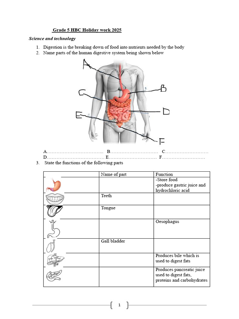 Grade 5 HBC Holiday Work 2025 | PDF | Digestion | Human Digestive System