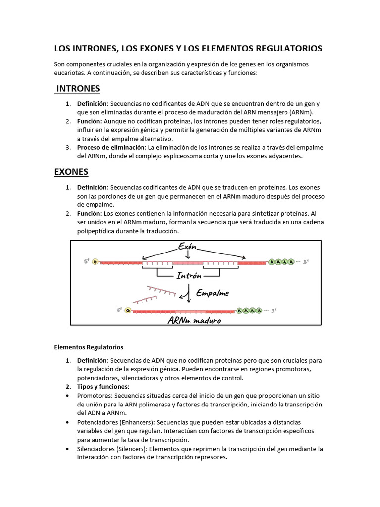 Los Intrones | PDF | Rna Splicing | Messenger Rna