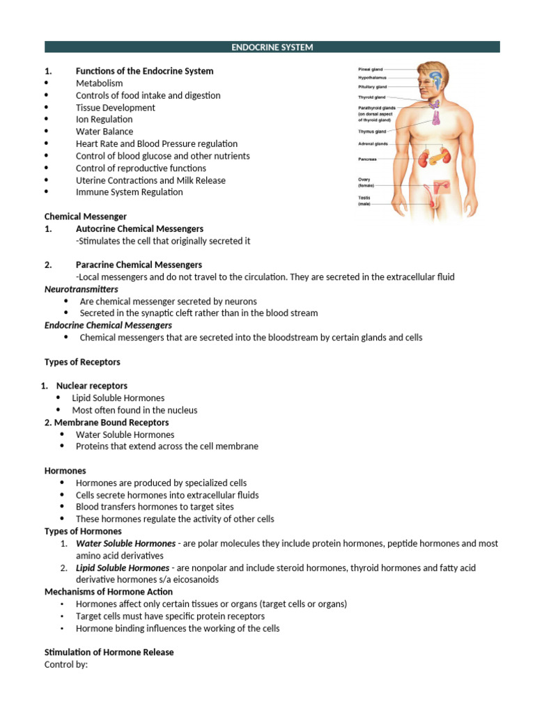 Overview of the Endocrine System Functions | PDF | Hormone | Adrenal Gland