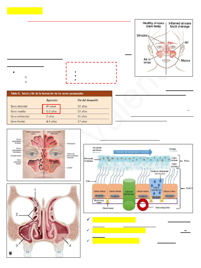 Manejo de la Sinusitis en Niños | PDF | Enfermedades y trastornos ...