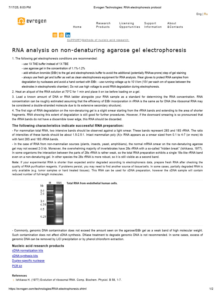 RNA Gel Electrophoresis Protocol Guide | PDF | Agarose Gel ...