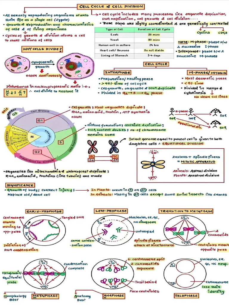 Cell Cycle and Cell Division | PDF