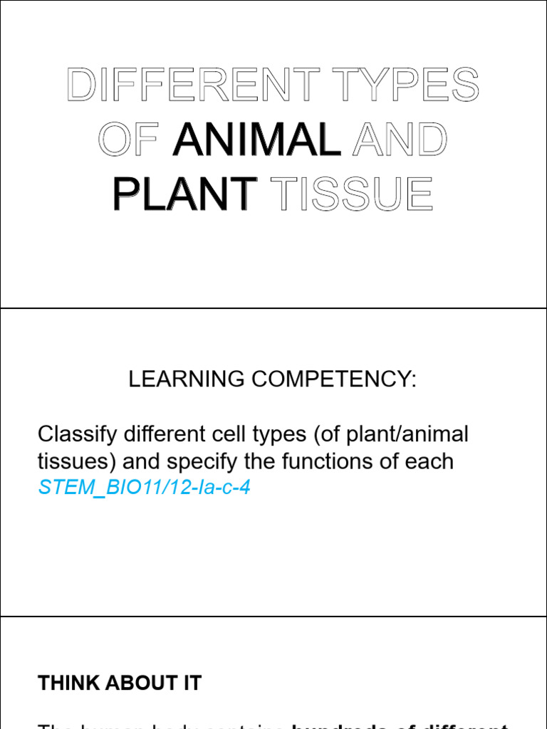 Plant and Animal Tissues Handouts | PDF | Tissue (Biology) | Muscle