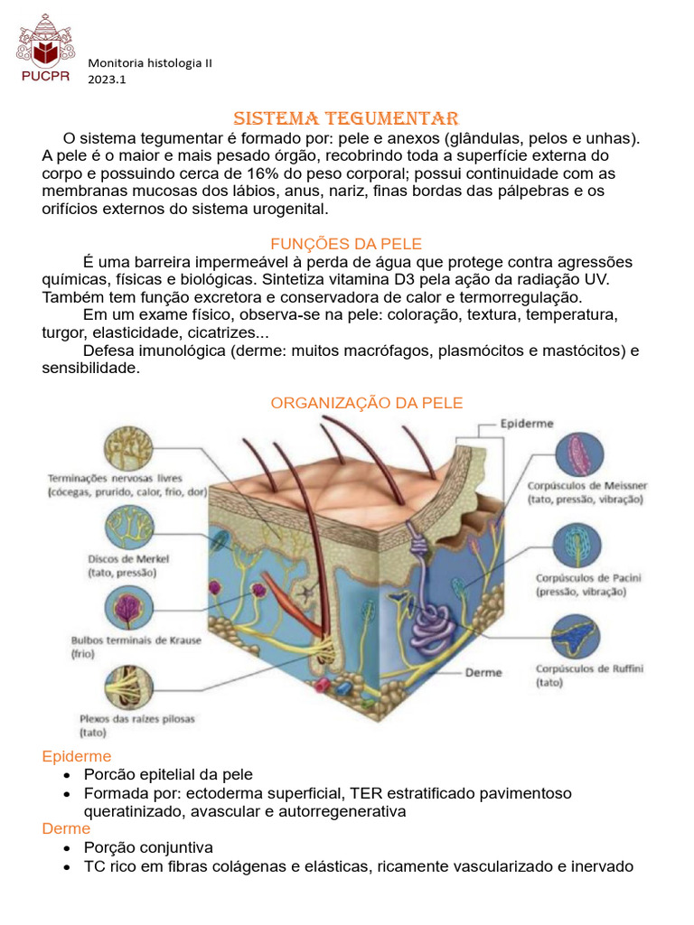 Estrutura e Funções do Sistema Tegumentar | PDF | Pele | Epiderme