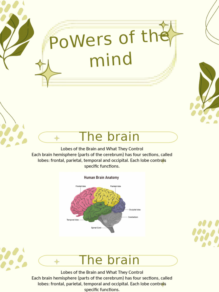 The Brain | PDF