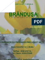 Oferta Educational A Gradinita Brandusa