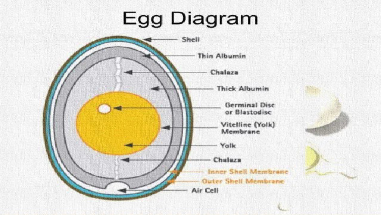 Structure of An Egg | PDF